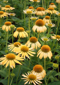 Echinacea Big Sky 'Harvest Moon' (Matthew Saul)